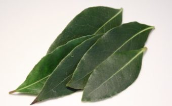 Vavrín pravý – bobkový list