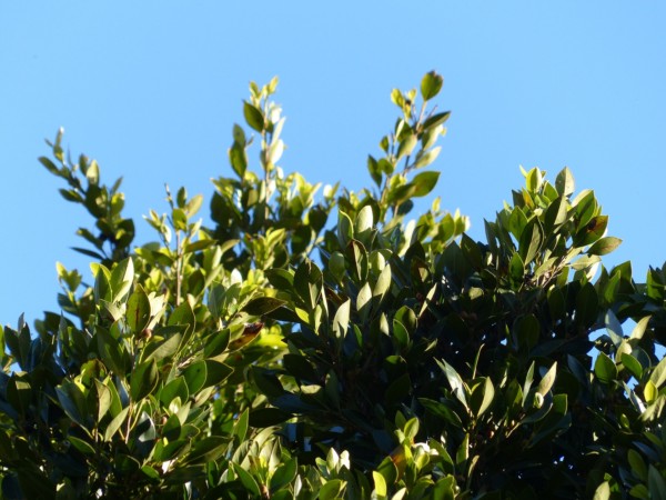 vavrín pravý bobkový list